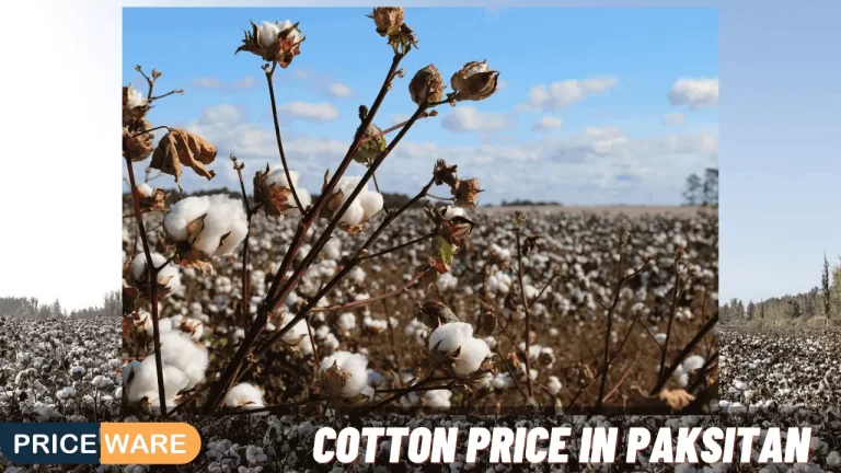 Cotton Price in Pakistan 2024 | Phutti Rate Today