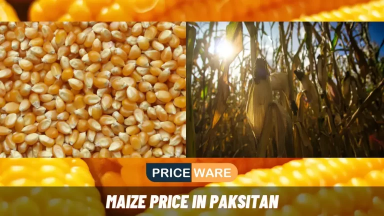 Maize Price in Pakistan Today 2024 | Makai Rate List