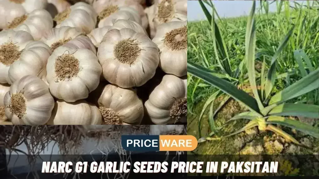 Narc G1 Garlic Seeds Price in Pakistan